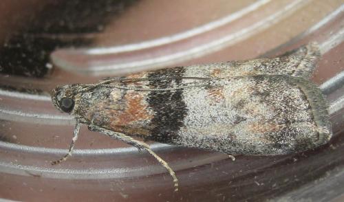Sciota rhenella